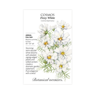 Cosmos Fizzy White