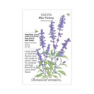 Salvia Blue Victory