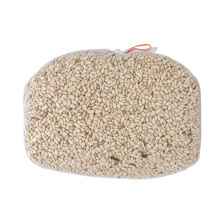 Safflower Bird Seed