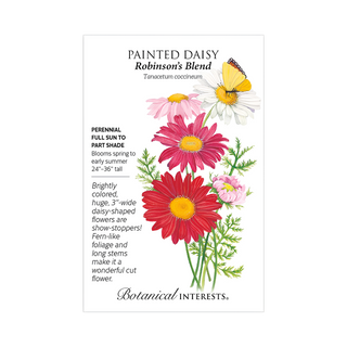 Painted Daisy Robinson's Blend