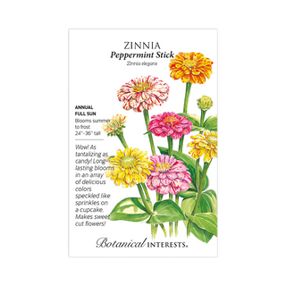 Zinnia Peppermint Stick
