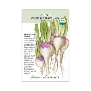Turnip Purple Top White Globe Organic