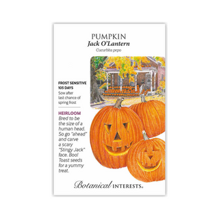 Pumpkin Jack O'Lantern