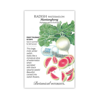 Radish Watermelon hybrid