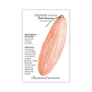 Squash Winter Pink Banana