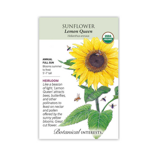 Sunflower Lemon Queen
