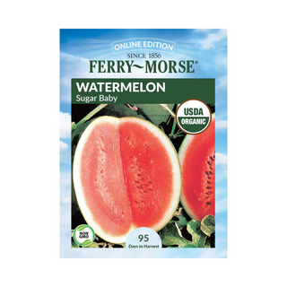 Watermelon - Sugar Baby Organic