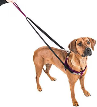 2 Hounds Design Brown Freedom No-Pull Dog Harness with Training Leash