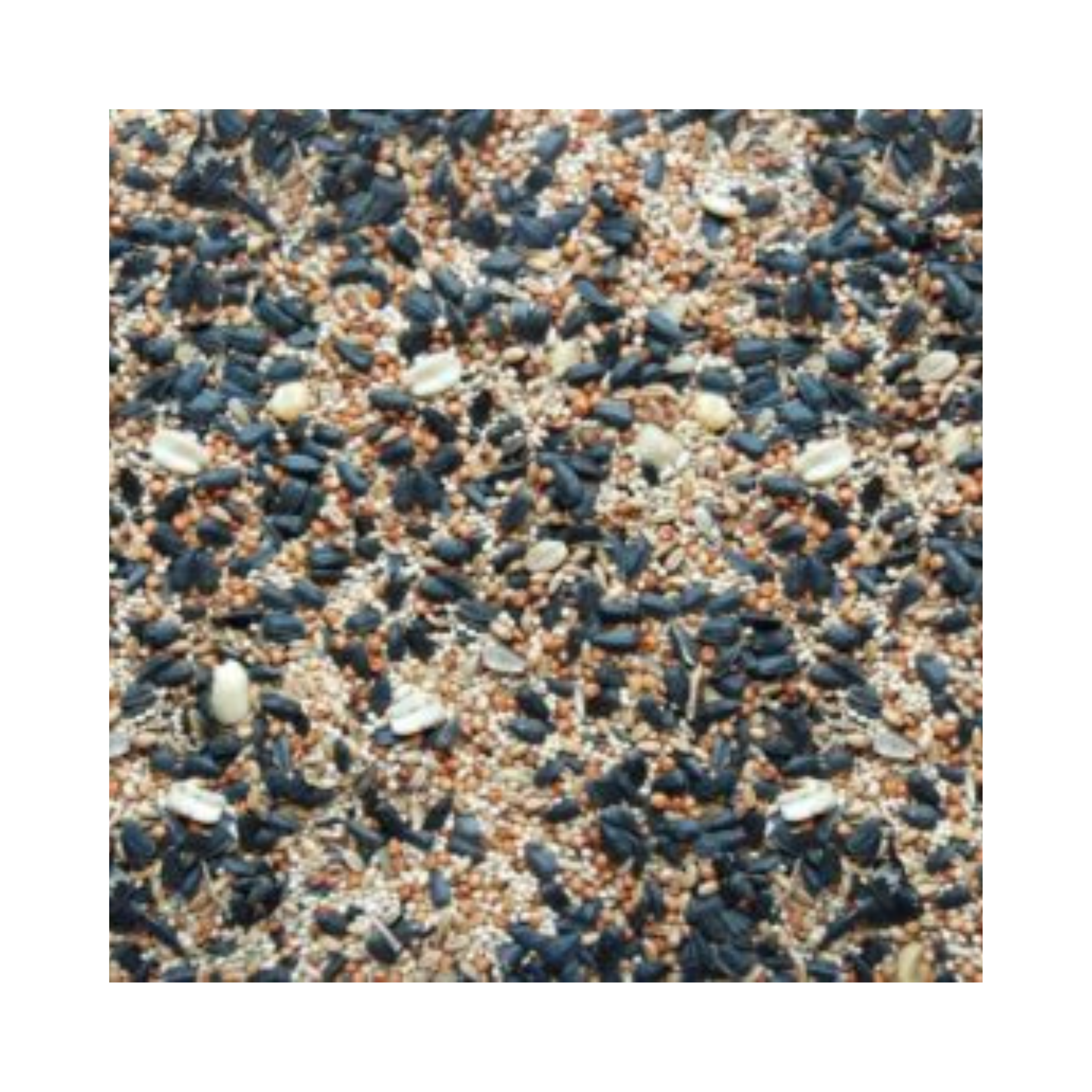 Fancy Wild Bird Blend (No Corn) Bird Seed