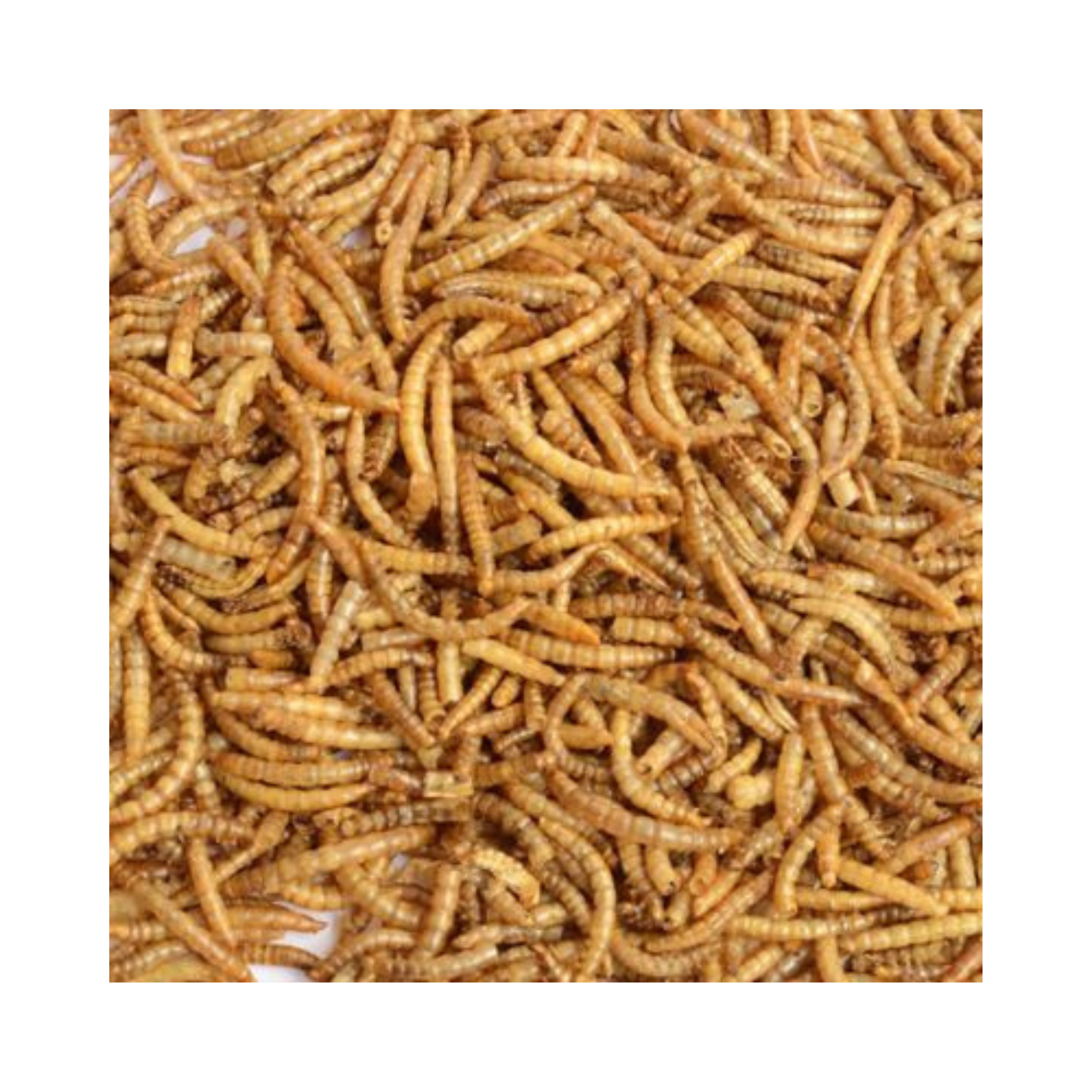 Dried Mealworms Treats