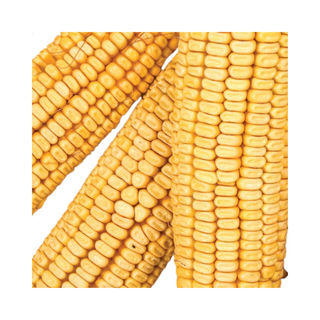Corn on the Cob Wildlife Food - Pittsboro Feed